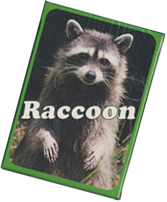 Raccoon Cards